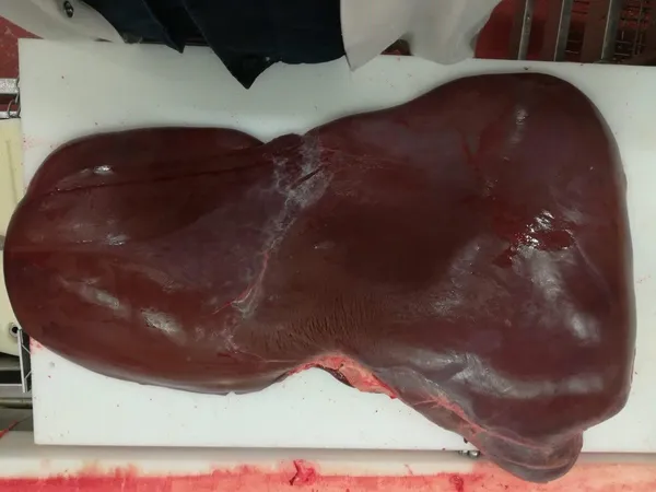 Frozen beef liver 2