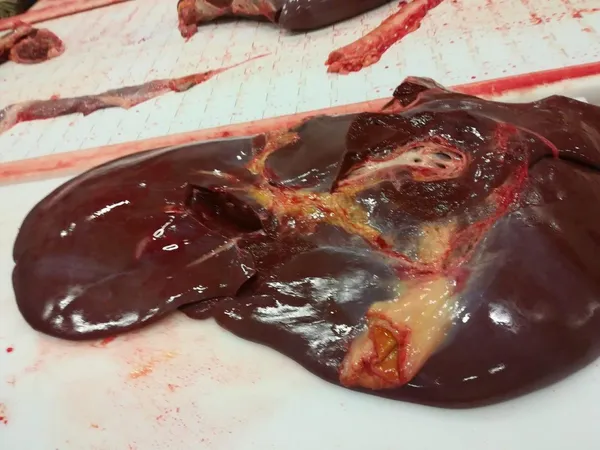 Frozen beef liver 3