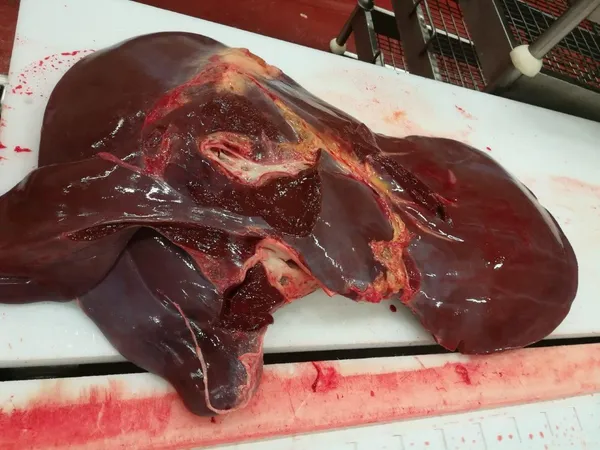 Frozen beef liver 4