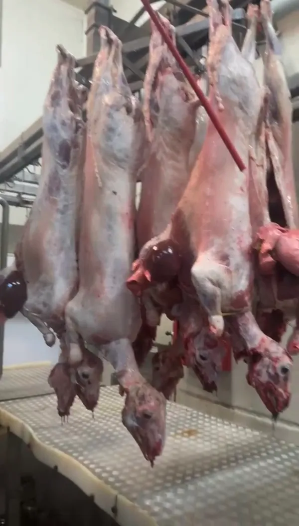 Halal lamb with head and offal 2