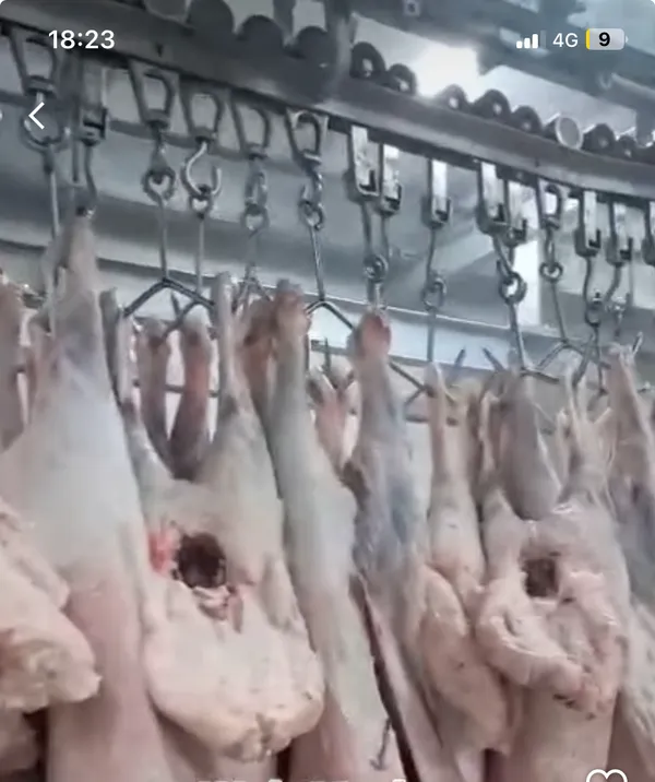 Karakul lamb carcass 2