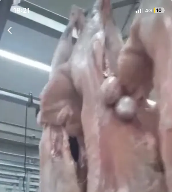Karakul lamb carcass 3