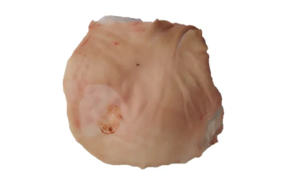Pork Shoulder 1D 2