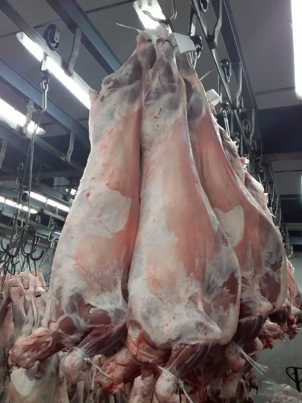 Frozen Whole Lamb Carcass 2