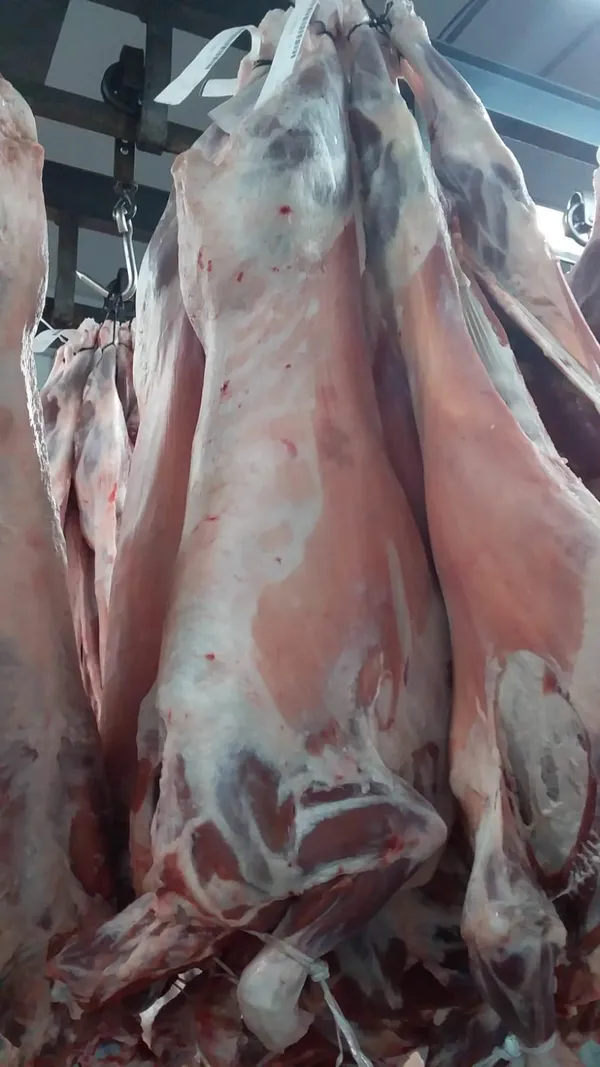 Frozen Whole Lamb Carcass 3