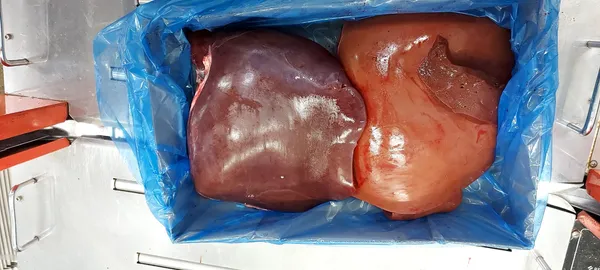 Frozen beef liver