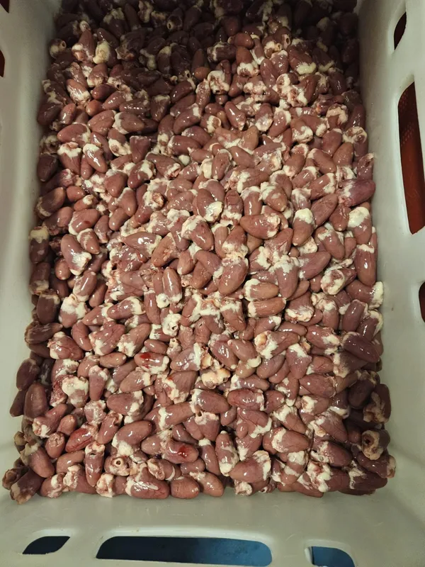 Frozen chicken hearts