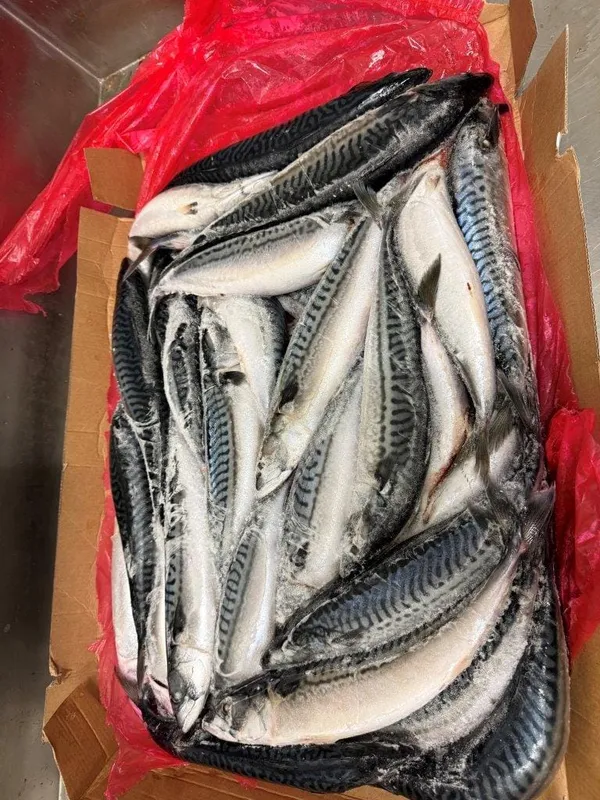 Atlantic mackerel