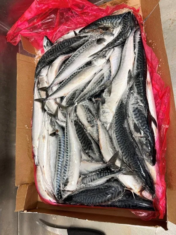 Atlantic mackerel
