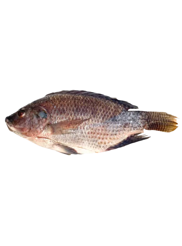 Whole Black Tilapia WGGS