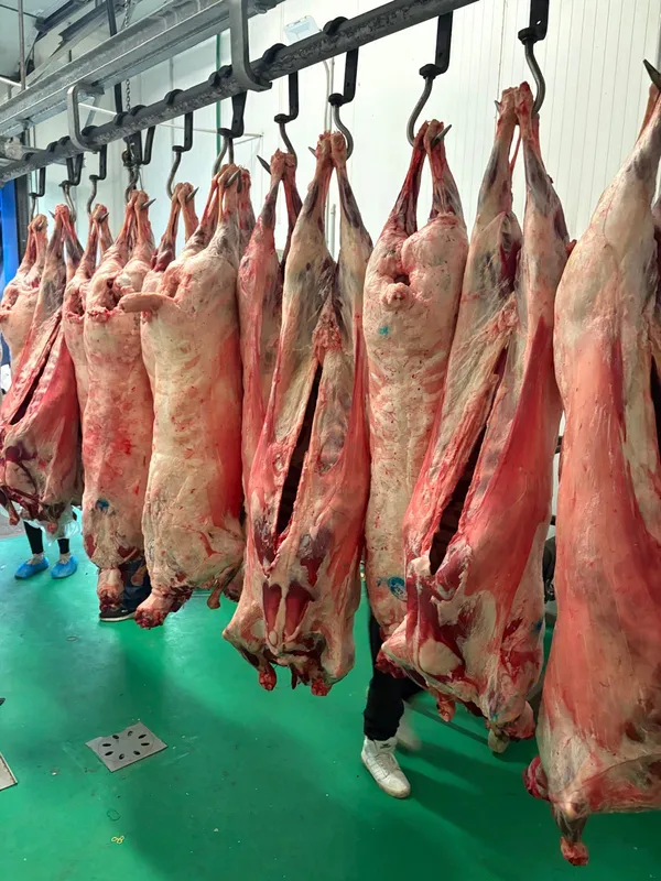 Whole ewes carcass