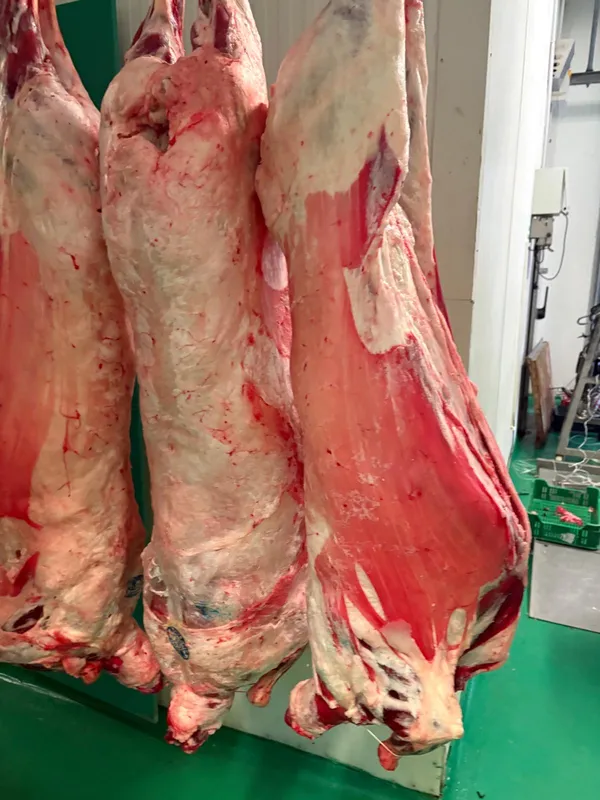 Whole ewes carcass 2