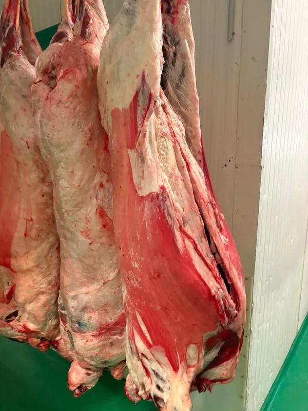 Whole ewes carcass 3