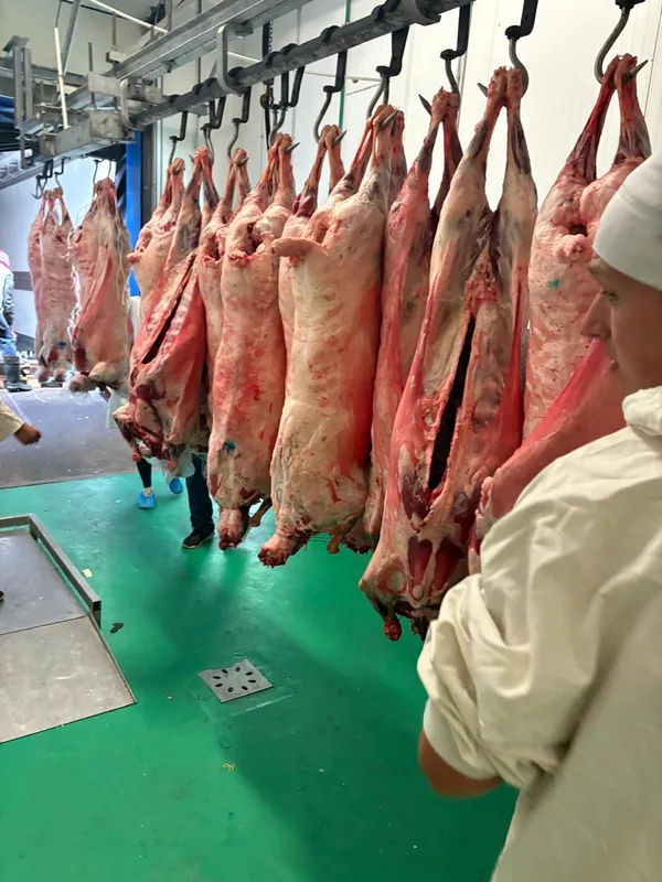 Whole ewes carcass 5