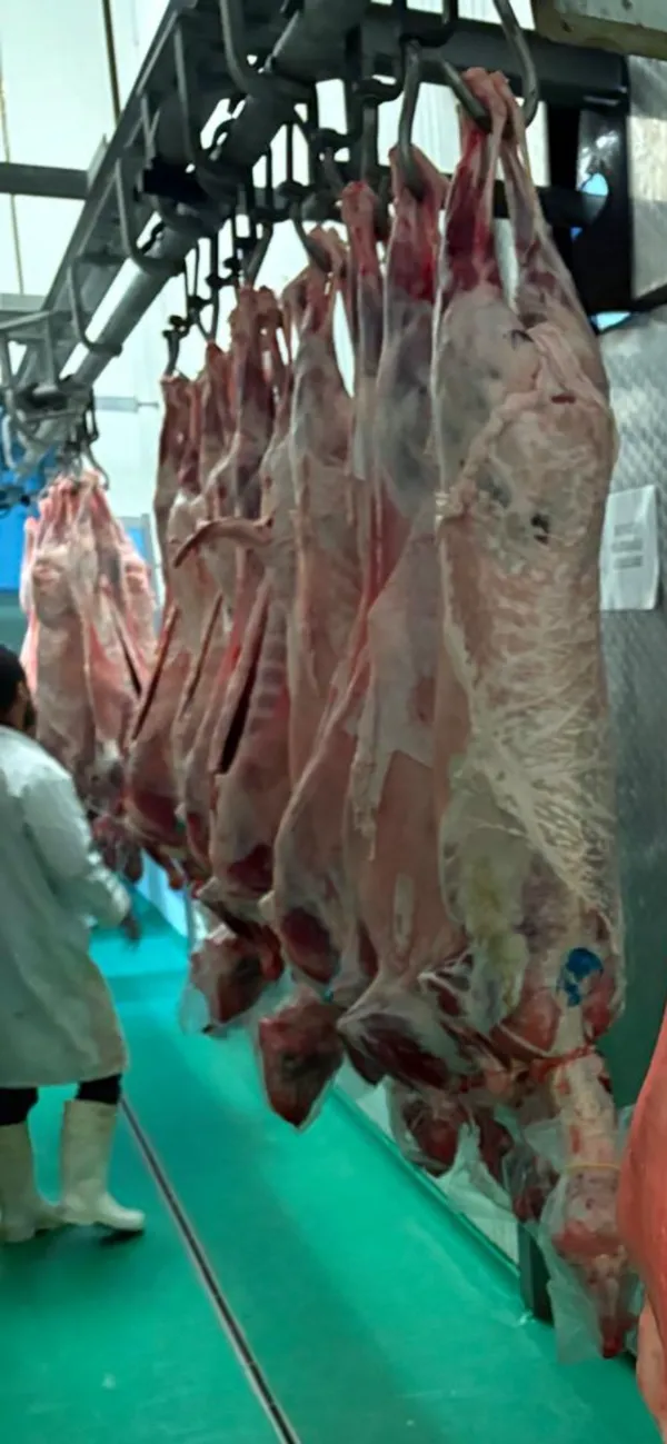 Whole Lamb 2
