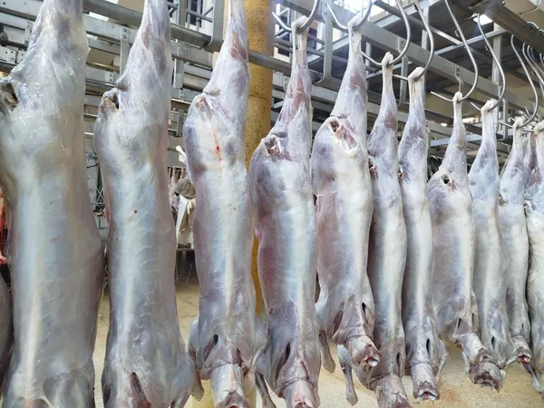 Premium Fresh Chilled Goat Meat (Whole Carcass)