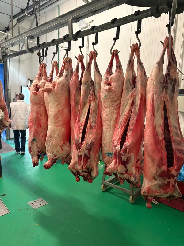 Heavy ewes whole carcass, origin Romania 3