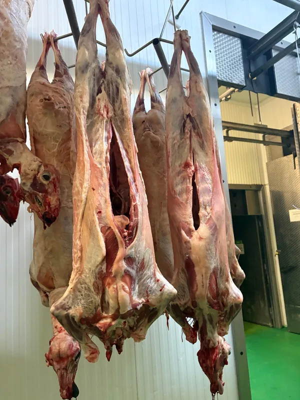 Light lambs, 10-17kg 9