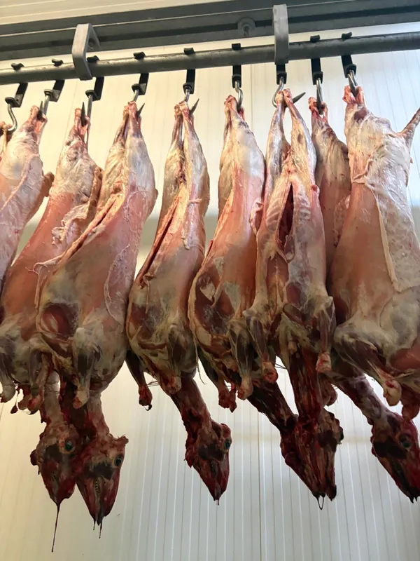 Light lambs, 10-17kg 10