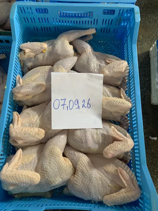 Frozen hen 2