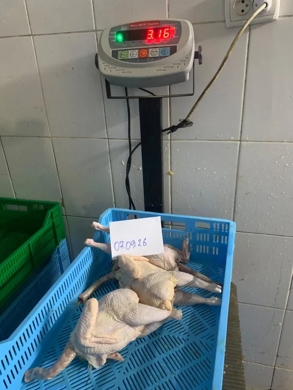 Frozen hen 3
