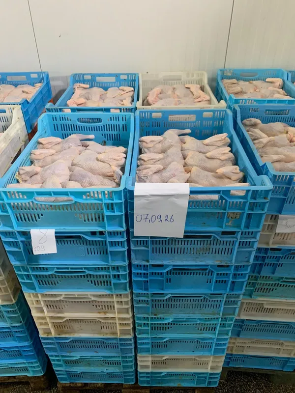 Frozen hen 4