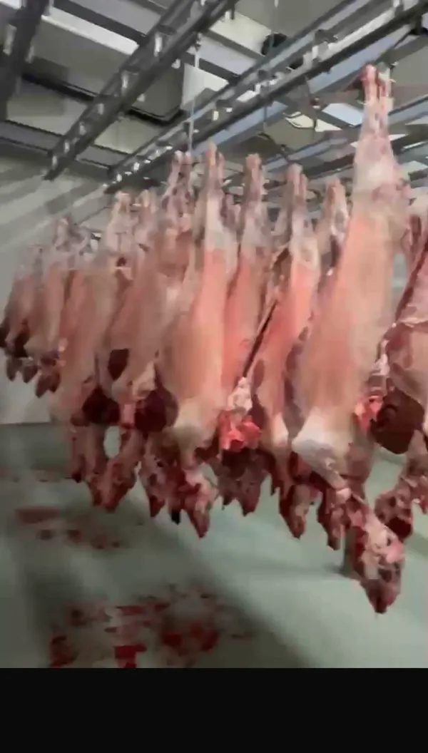 Verkaufe frisch geschlachtete halal lâmmer 14-22 kg mit kopf und innerein 8,50€ pro kg -lieferung in ganz eu möglich -nu 2