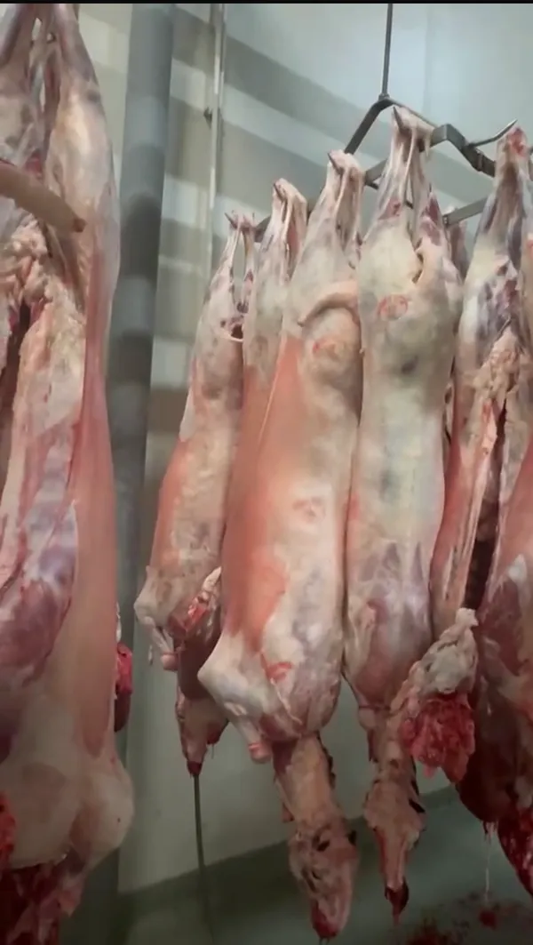 Verkaufe frisch geschlachtete halal lâmmer 14-22 kg mit kopf und innerein 8,50€ pro kg -lieferung in ganz eu möglich -nu 3