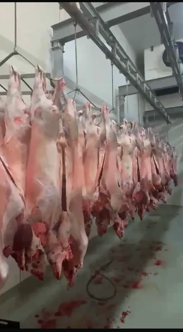 Verkaufe frisch geschlachtete halal lâmmer 14-22 kg mit kopf und innerein 8,50€ pro kg -lieferung in ganz eu möglich -nu 4