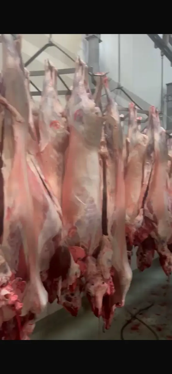 Verkaufe frisch geschlachtete halal lâmmer 14-22 kg mit kopf und innerein 8,50€ pro kg -lieferung in ganz eu möglich -nu 5