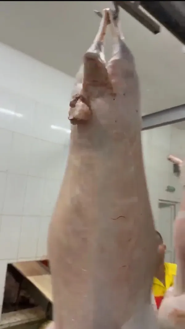 Halal Whole Lamb 2