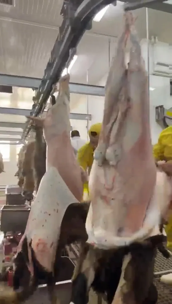 Halal Whole Lamb 3