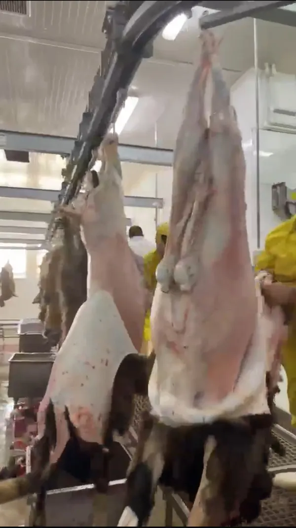 Halal Whole Lamb 4