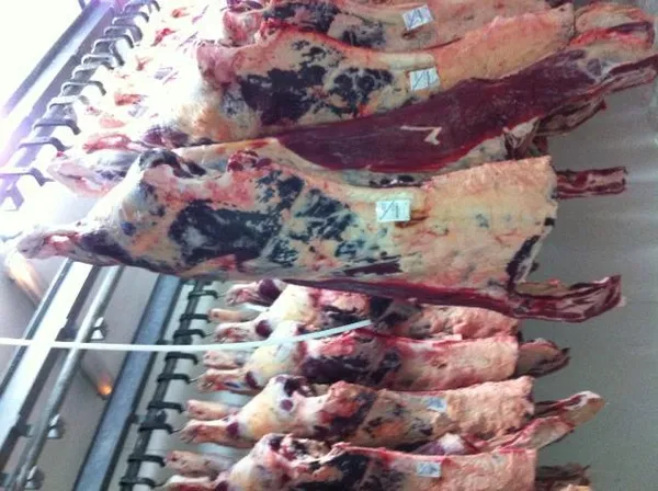 Beef hindquarter 2