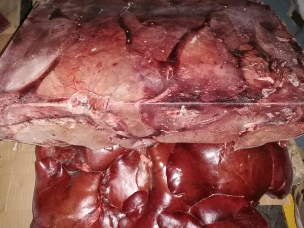 Frozen pork liver 3