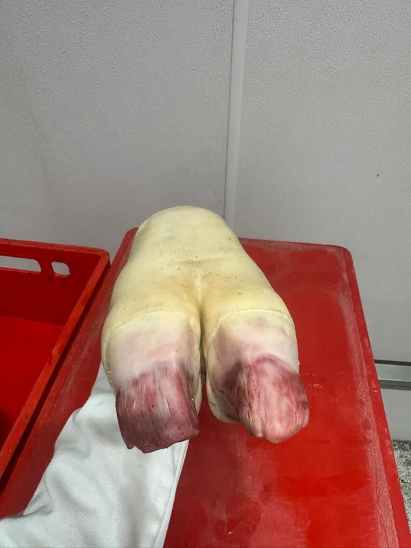 Beef Cow Feet Frozen Burned 5