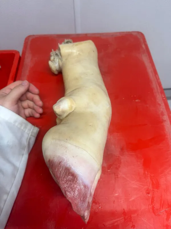 Beef Cow Feet Frozen Burned 7