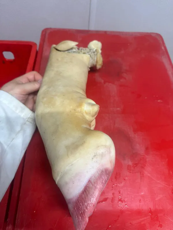 Beef Cow Feet Frozen Burned 8