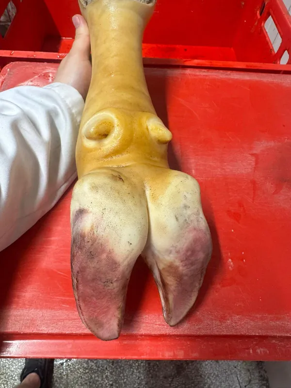 Beef Cow Feet Frozen Burned 9
