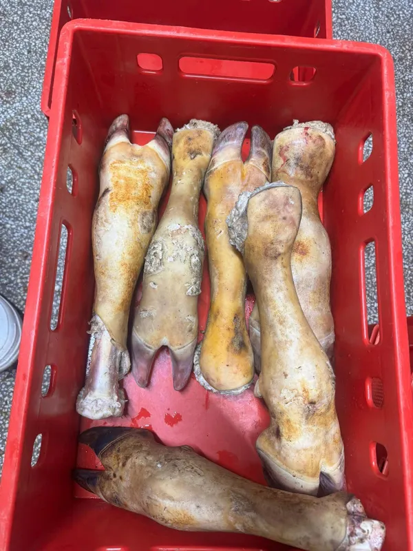 Beef Cow Feet Frozen Burned 10