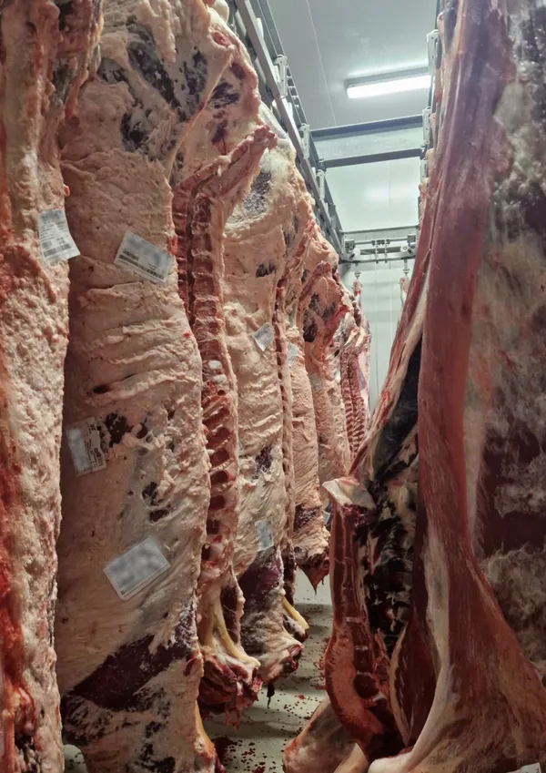 Angus beef carcass, Romania