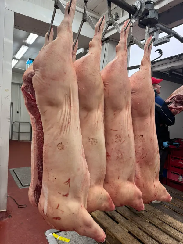 Chilled pork sides E class, without jowls, 39-41 kg