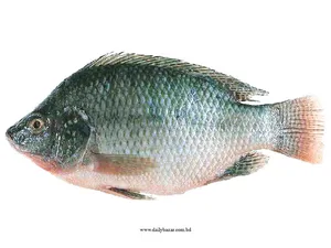Tilapia Fish