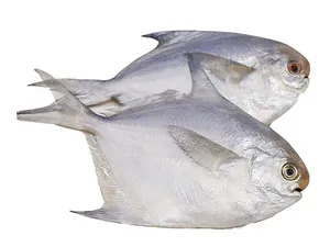 Chinese Pomfret