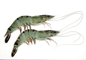 Shrimps