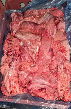 Pork lungs