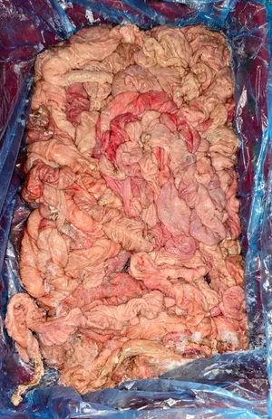 Pork large intestines