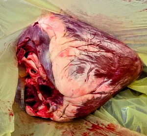 Beef heart