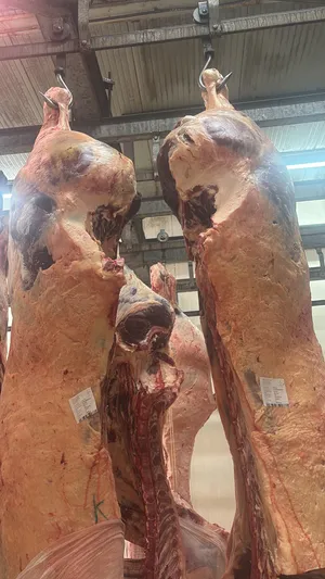 Mezzene classe U/R/O