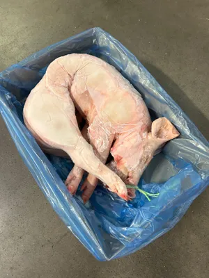Piglet 10-12 kg
